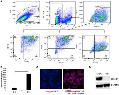 Sequential Anti-PD1 Therapy Following Dendritic Cell Vaccination Improves Survival in a HER2 Mammary Carcinoma Model and Identifies a Critical Role for CD4 T Cells in Mediating the Response